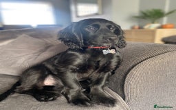 Cocker Spaniel dogs for sale: Cocker Spaniel Puppy  - Advert 3