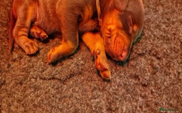Dobermann dogs for sale: 3 Male Top Line Dobermans - Image 10