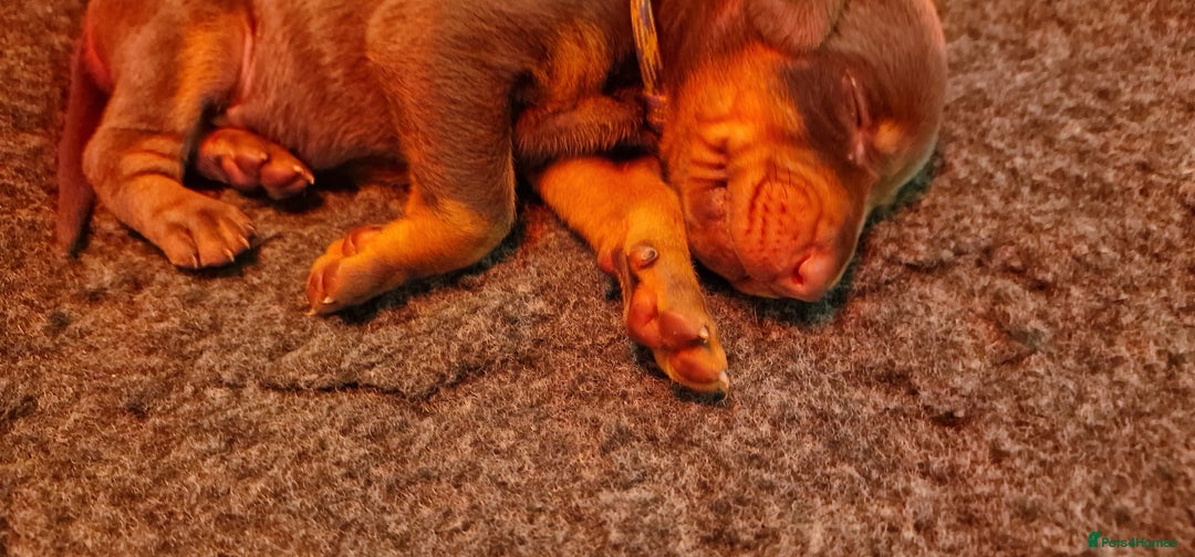 Dobermann dogs for sale: 3 Male Top Line Dobermans - Image 10