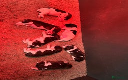 English Springer Spaniel dogs for sale: Springer spaniel puppies for sale  - Image 20