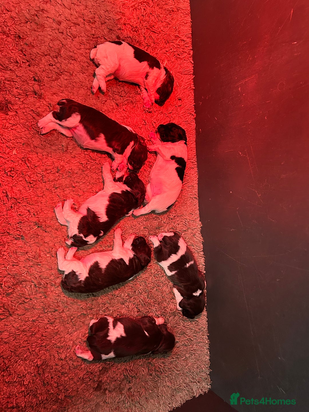 English Springer Spaniel dogs for sale: Springer spaniel puppies for sale  - Image 20