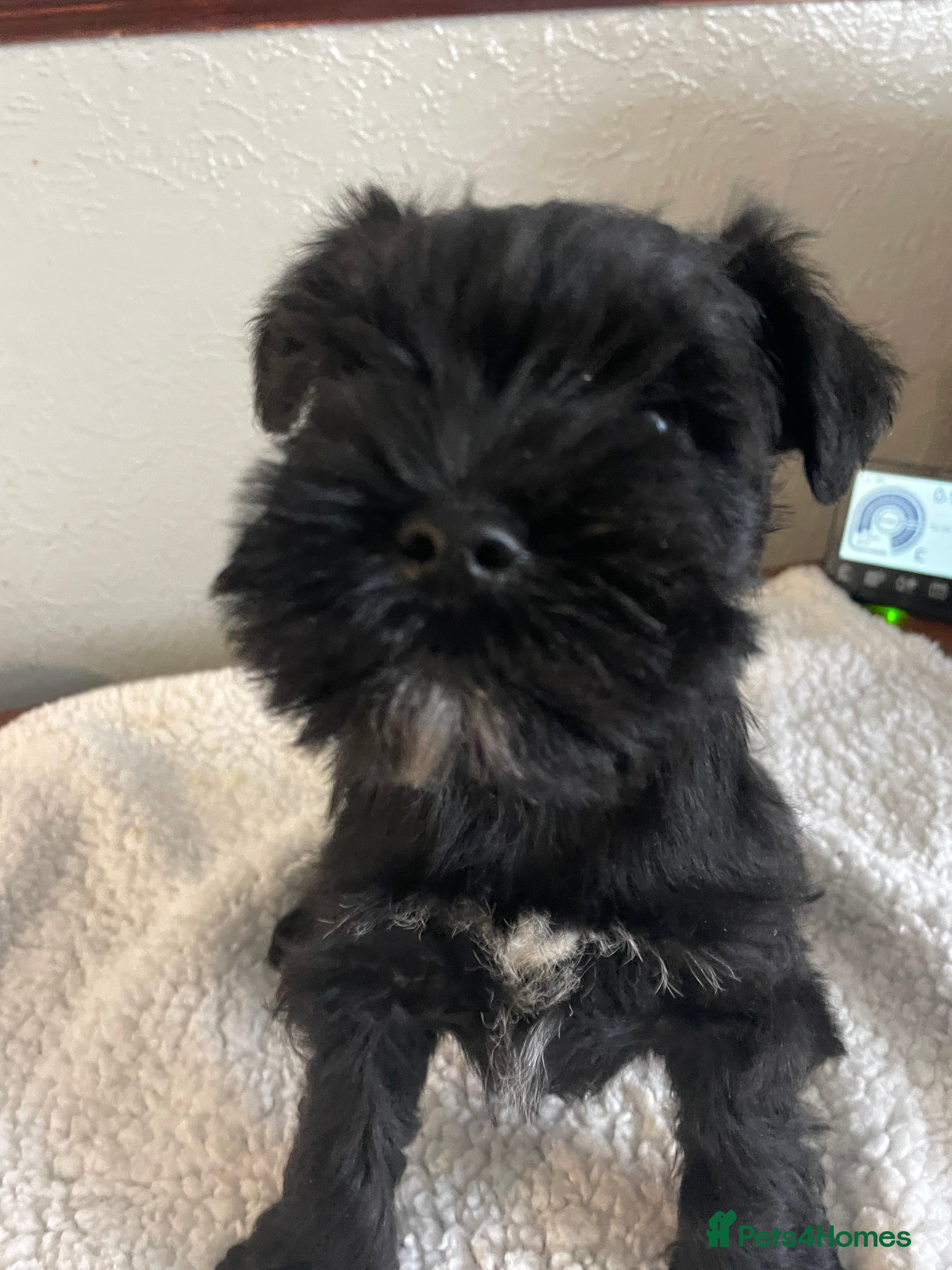 Miniature Schnauzer dogs Miniature schnauzer  - Advert 3