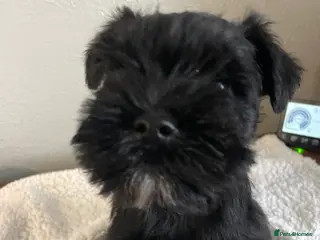 Miniature Schnauzer dogs Miniature schnauzer - Advert 8