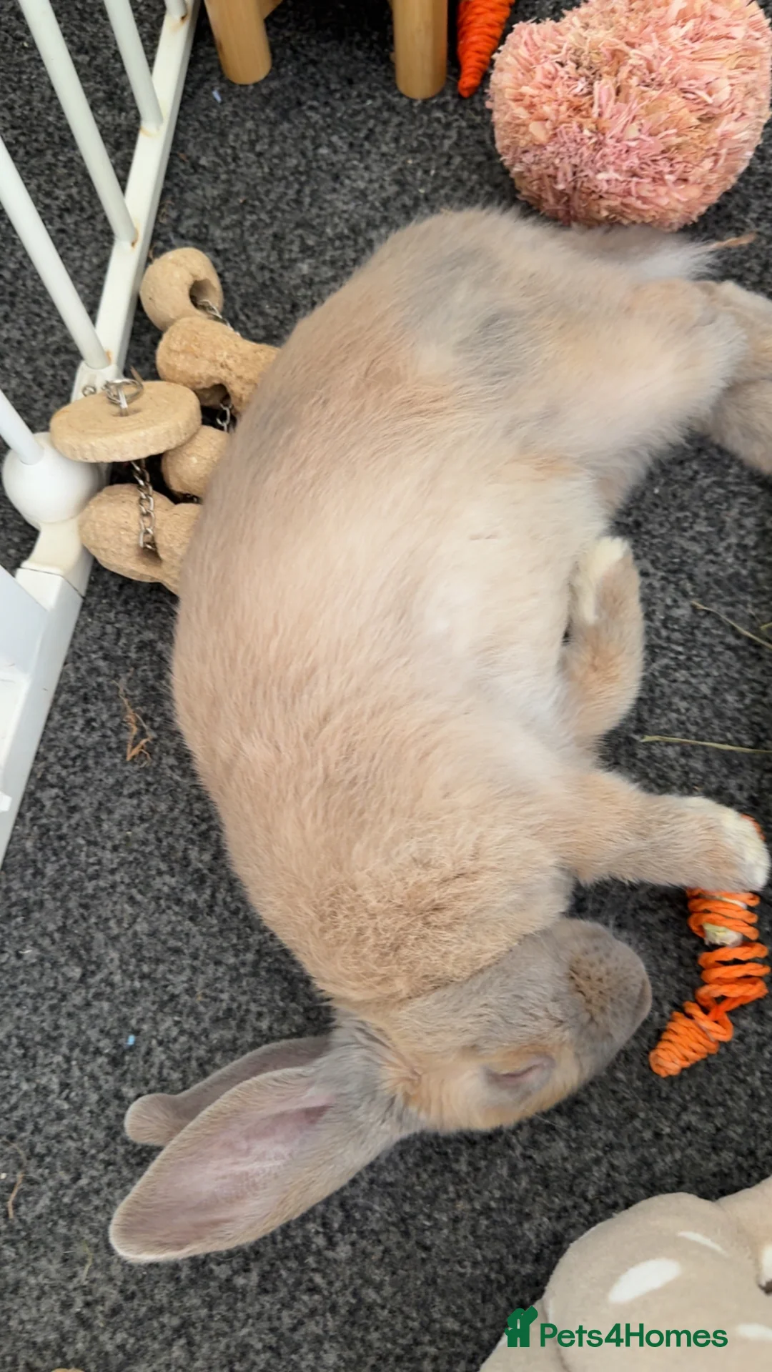 Mini Lop rabbits for sale: Bunny for sale - Advert 2