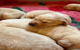 Labrador Retriever dogs for sale: Classic English show type Labrador puppies  - Advert 4