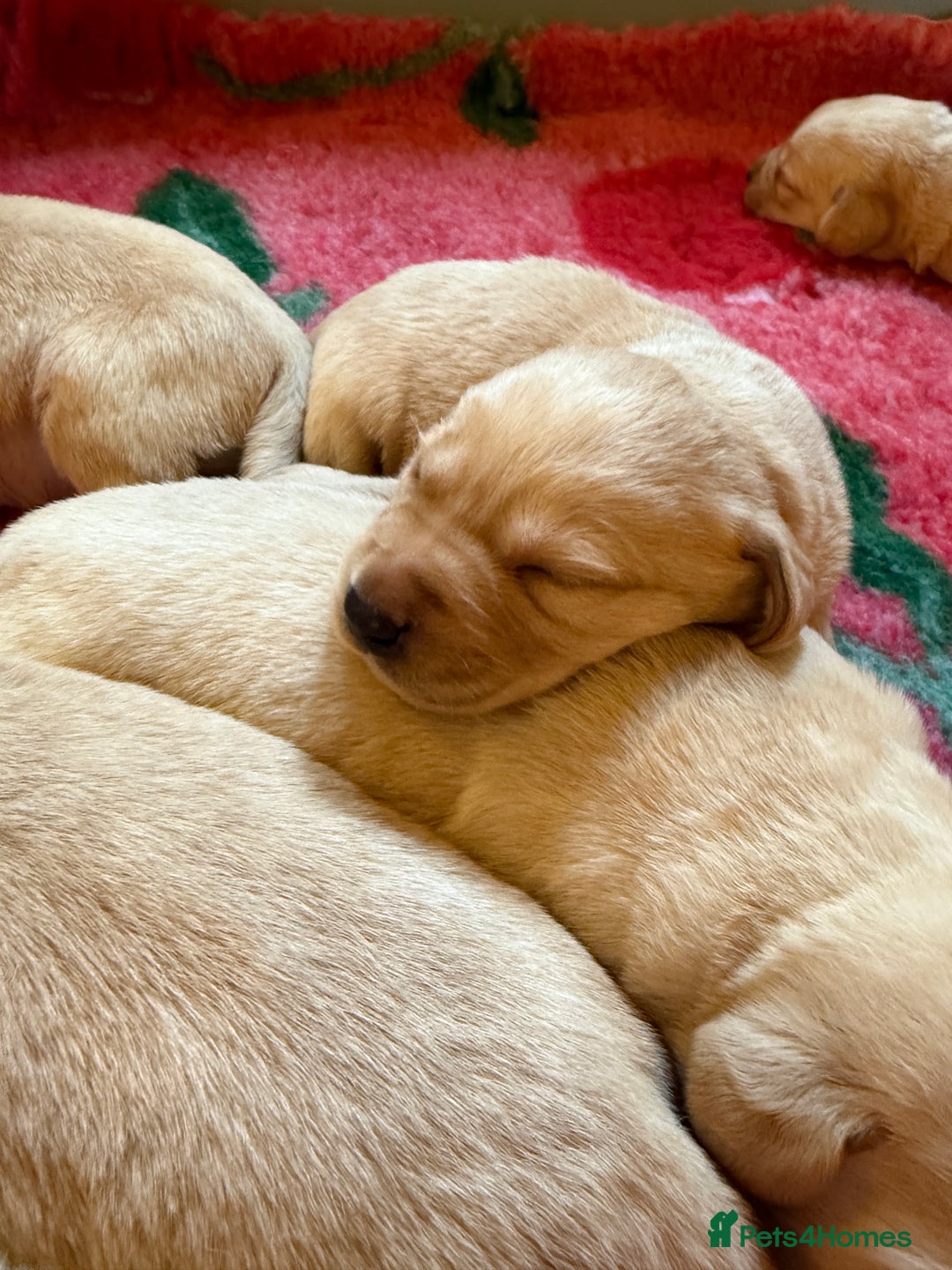 Labrador Retriever dogs for sale: Classic English show type Labrador puppies  - Advert 4