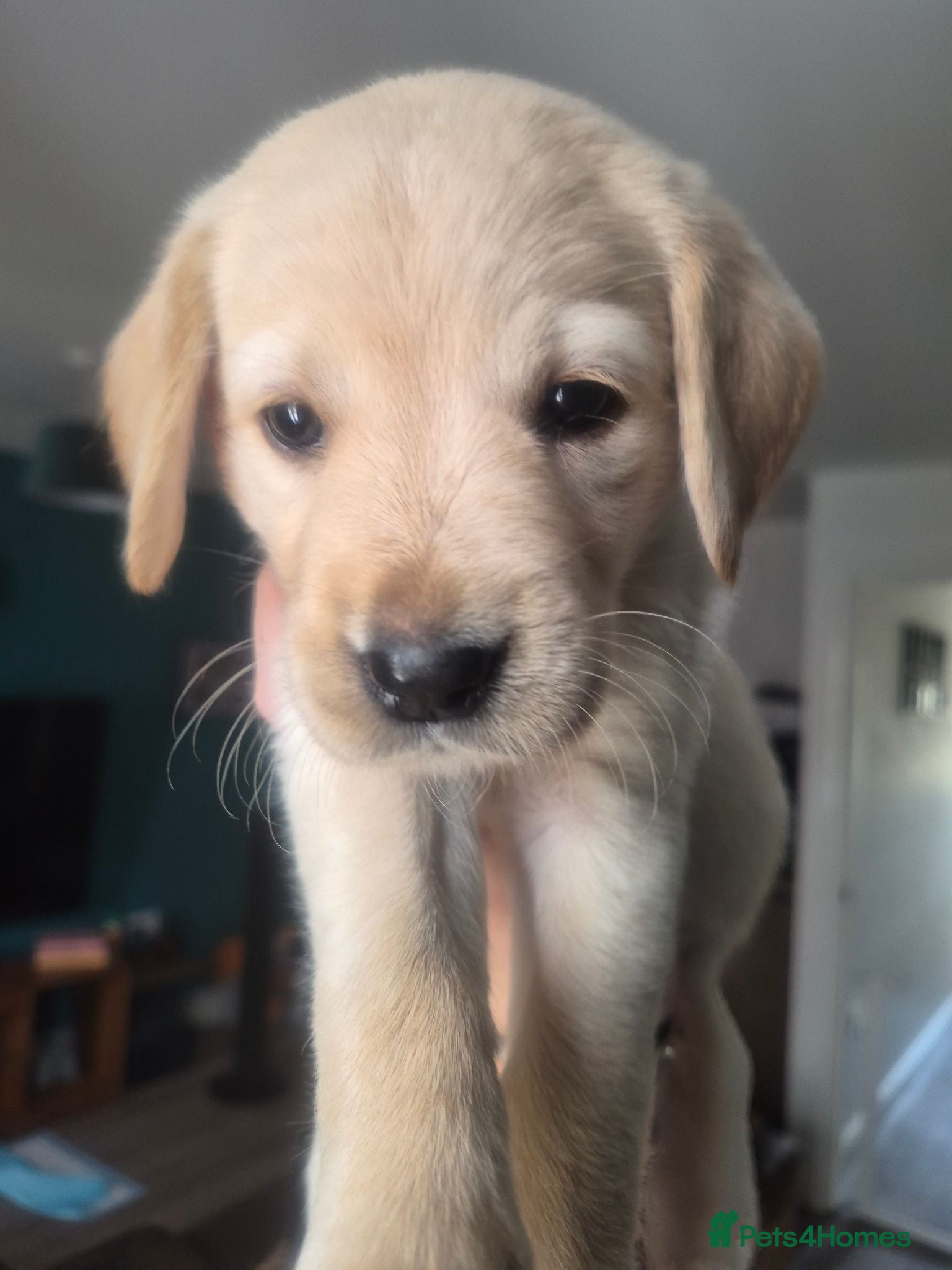 Goldador dogs Stunning F1 Goldador Puppies- Only 1 Females Left - Advert 4