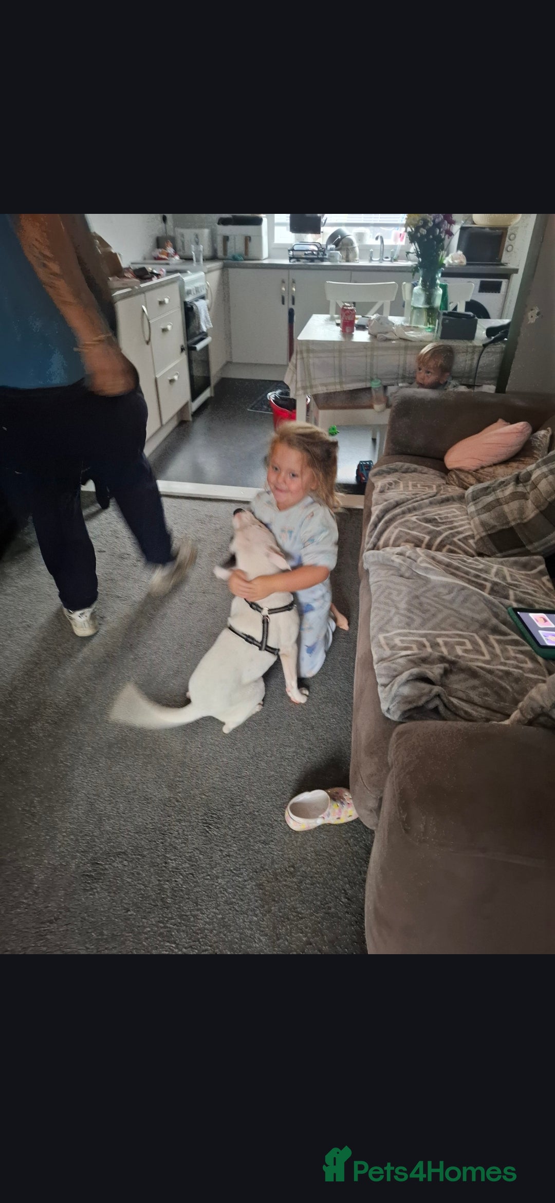 Staffordshire Bull Terrier dogs for sale: 6 month old male staffy patch - Advert 2