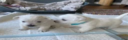 West Highland Terrier dogs for sale: Westie Puppies in Halifax - Advert 13
