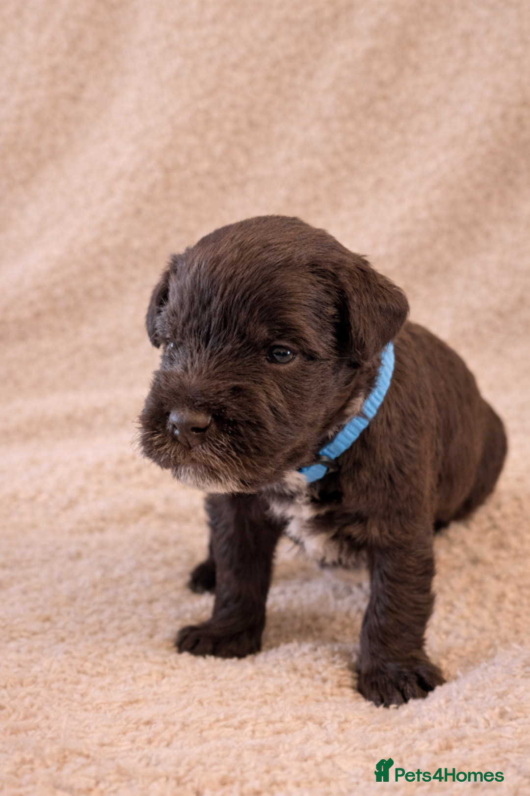 Miniature Schnauzer dogs for sale: KC Reg Rare Miniature Schnauzers - Advert 3
