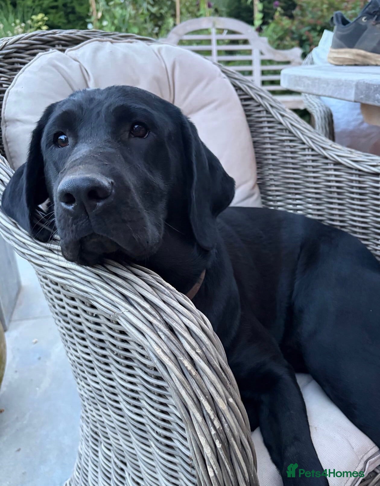 Labrador Retriever dogs 1 Year Old KC Black Lab Bitch - Advert 11