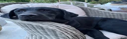 Labrador Retriever dogs for sale: 1 Year Old KC Black Lab Bitch - Advert 1