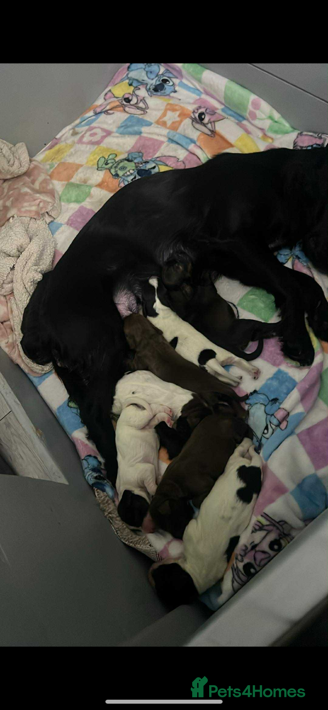 Sprocker dogs for sale: Beautiful Sprocker Puppies Ready 30th December - Image 2