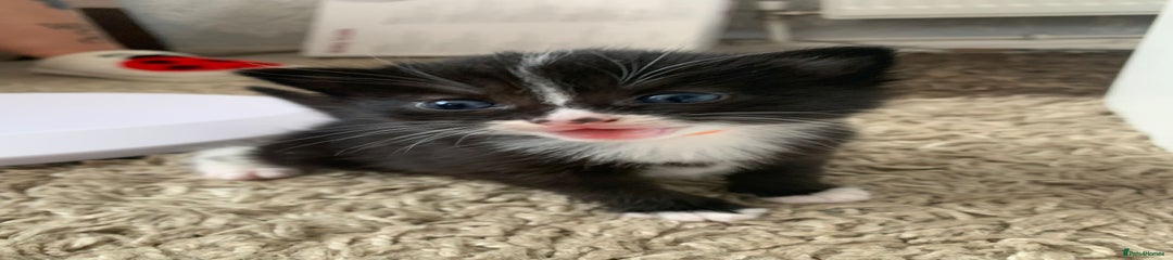 British Longhair Kitten 2