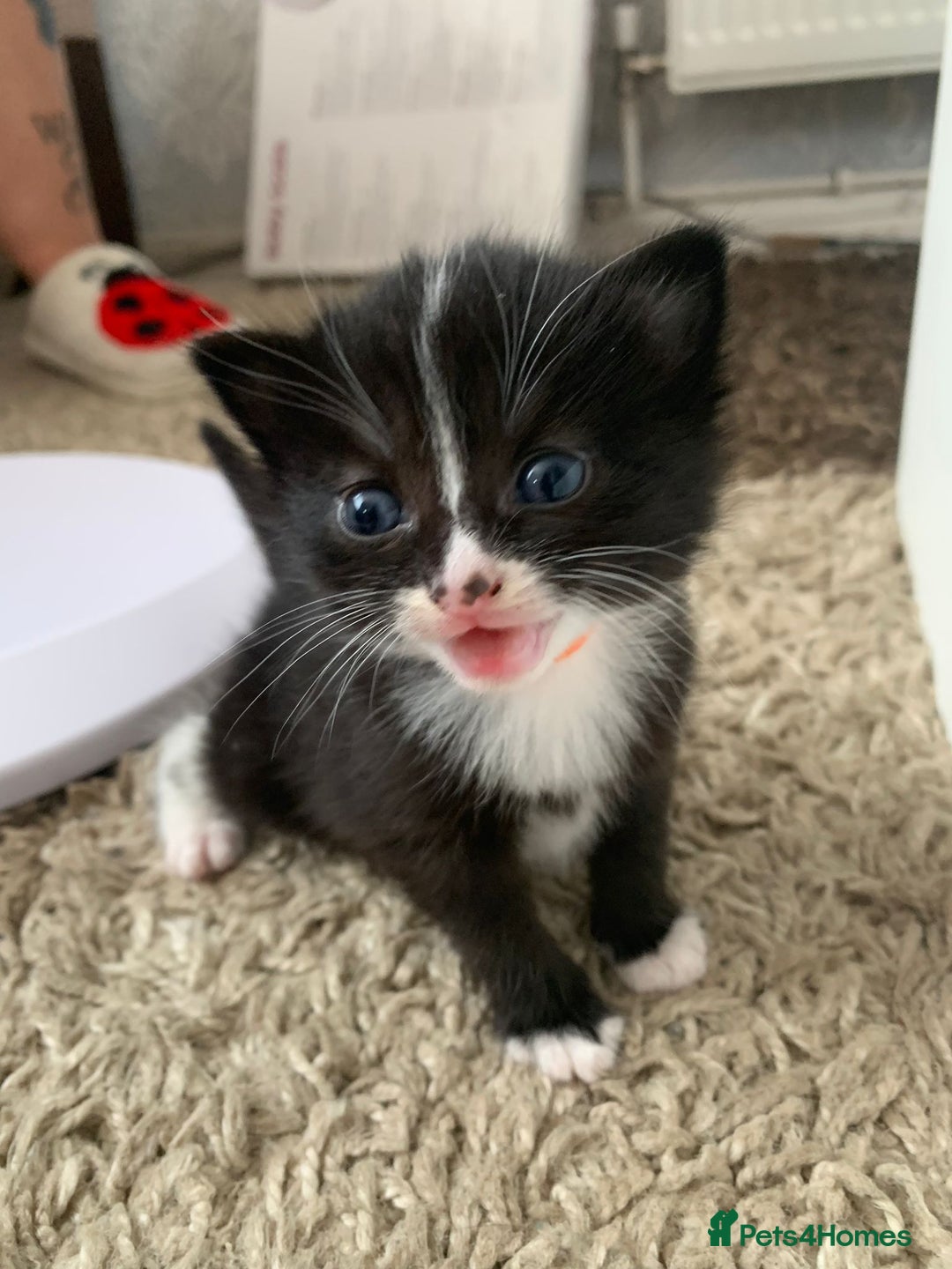 British Longhair cats for sale: Kittens for sale - Image 1
