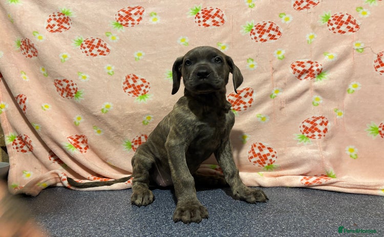 Cane Corso dogs - Advert 4