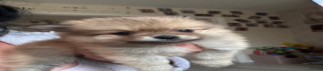 Pomeranian Puppy 3