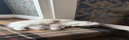 Ragdoll cats for sale: Blue Point Mitted Ragdoll in Burnley - Advert 8