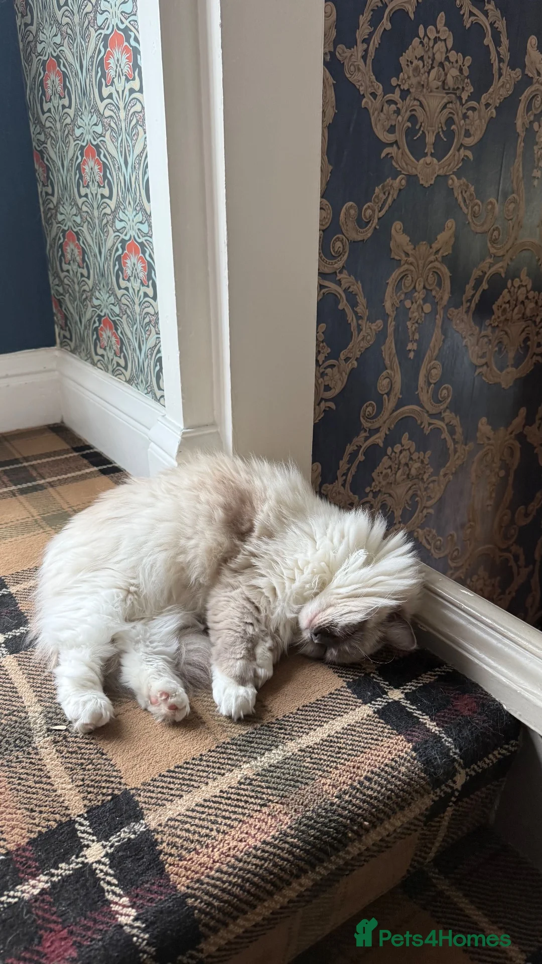 Ragdoll cats for sale: Blue Point Mitted Ragdoll in Burnley - Advert 8
