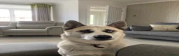 Huskita dogs for sale: Male huskita for sale - Advert 1