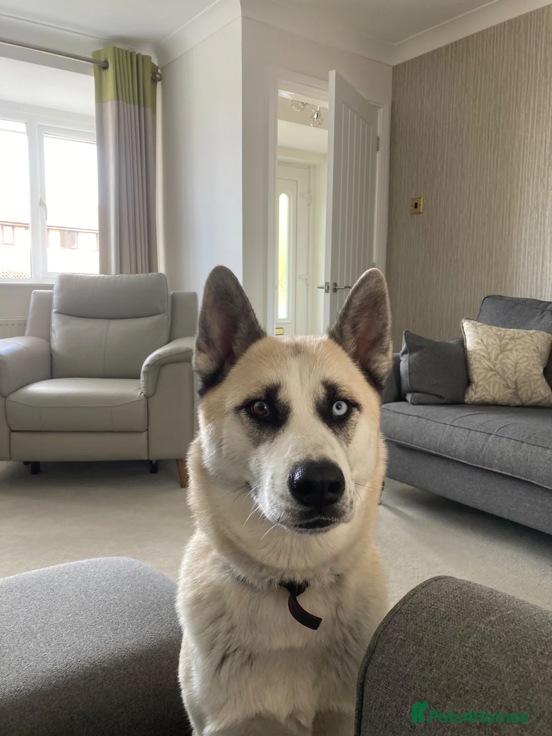 Huskita dogs for sale: Male huskita for sale - Advert 1