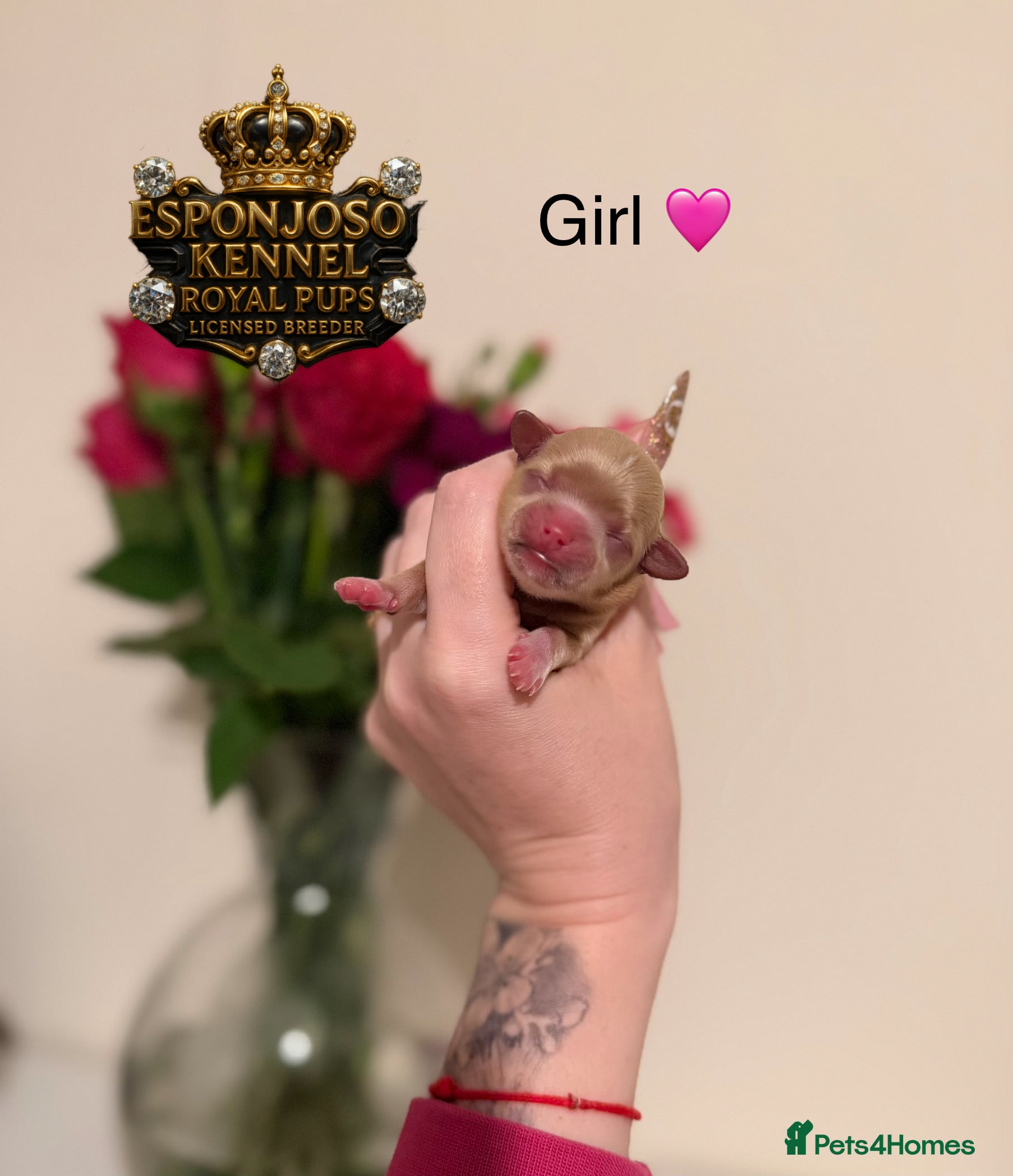 Maltipoo dogs 👑Ultra Tiny CH F1 Exclusive Asian Maltipoo Pups👑 - Advert 14