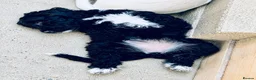 Sproodle dogs for sale: Stunning F1 Sproodles  - Advert 9