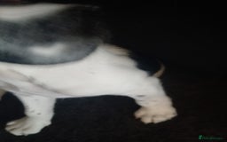 Mixed Breed dogs for sale: english springer spaniel cross foxhound - Image 8