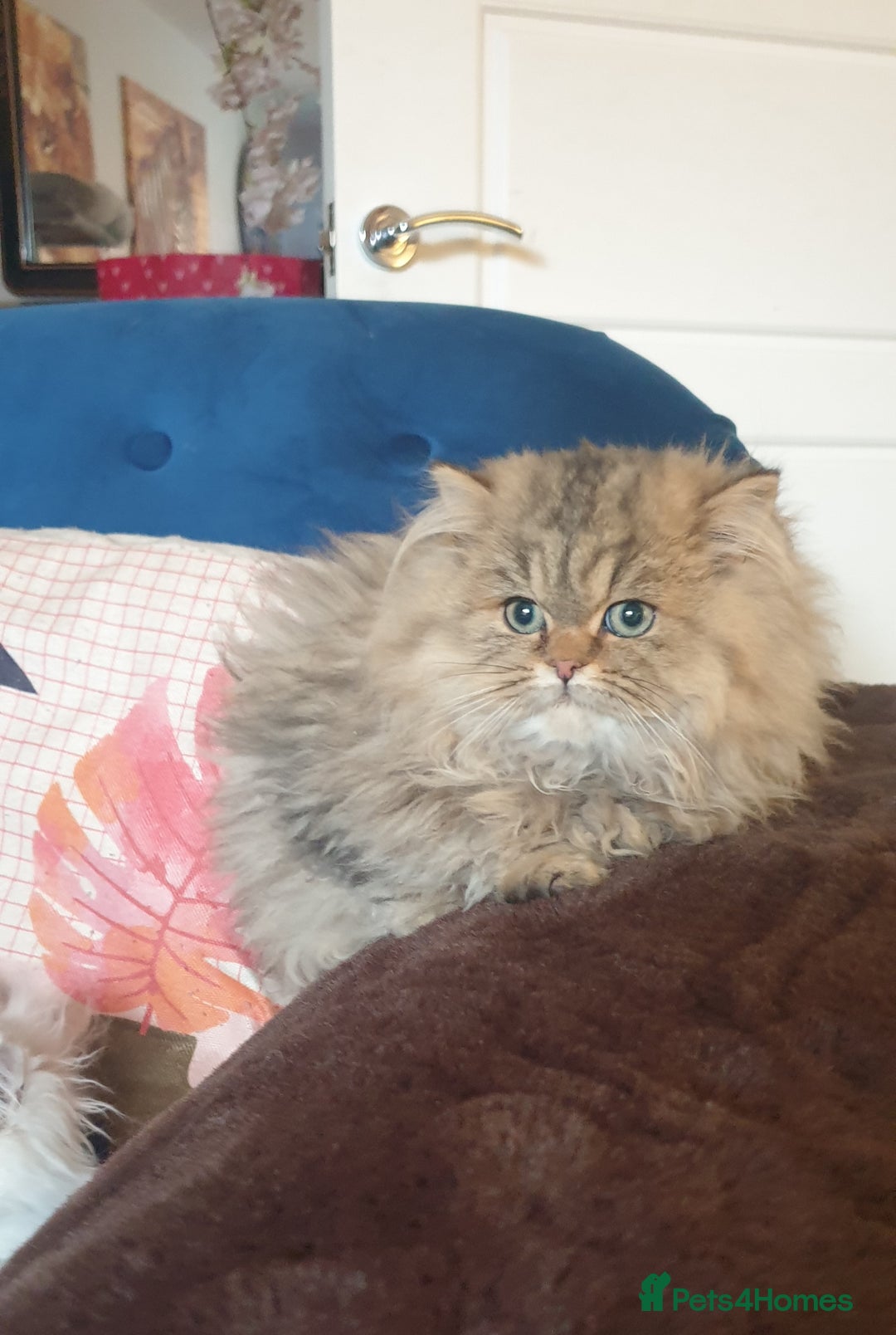 Persian cats for sale: 💖Beautiful Pedigree Chinchilla Persian Kittens. - Advert 4