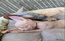 Sphynx cats for sale: 2 Sphynx Kittens. - Image 5