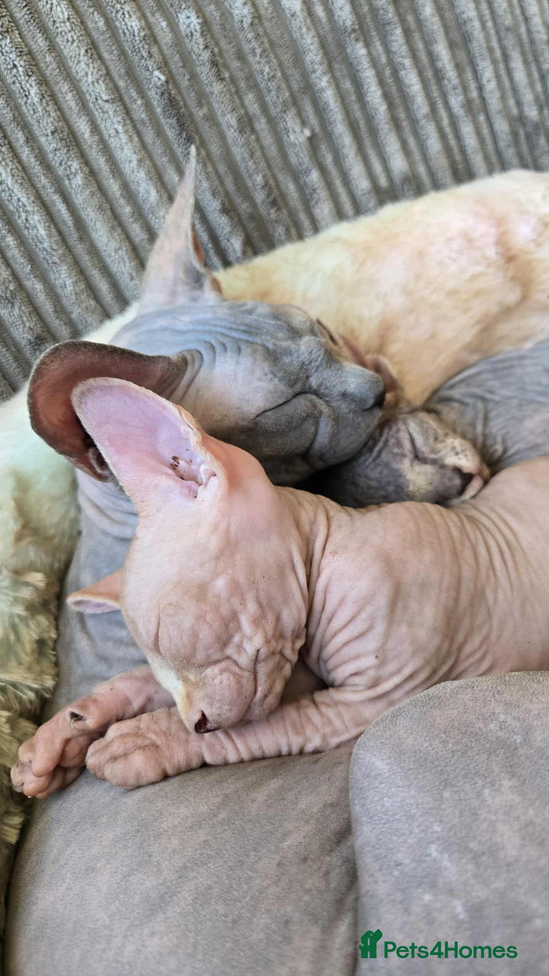 Sphynx cats for sale: 2 Sphynx Kittens. - Image 5