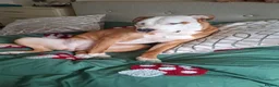 Mixed Breed dogs for sale: Bully breed  - Advert 4