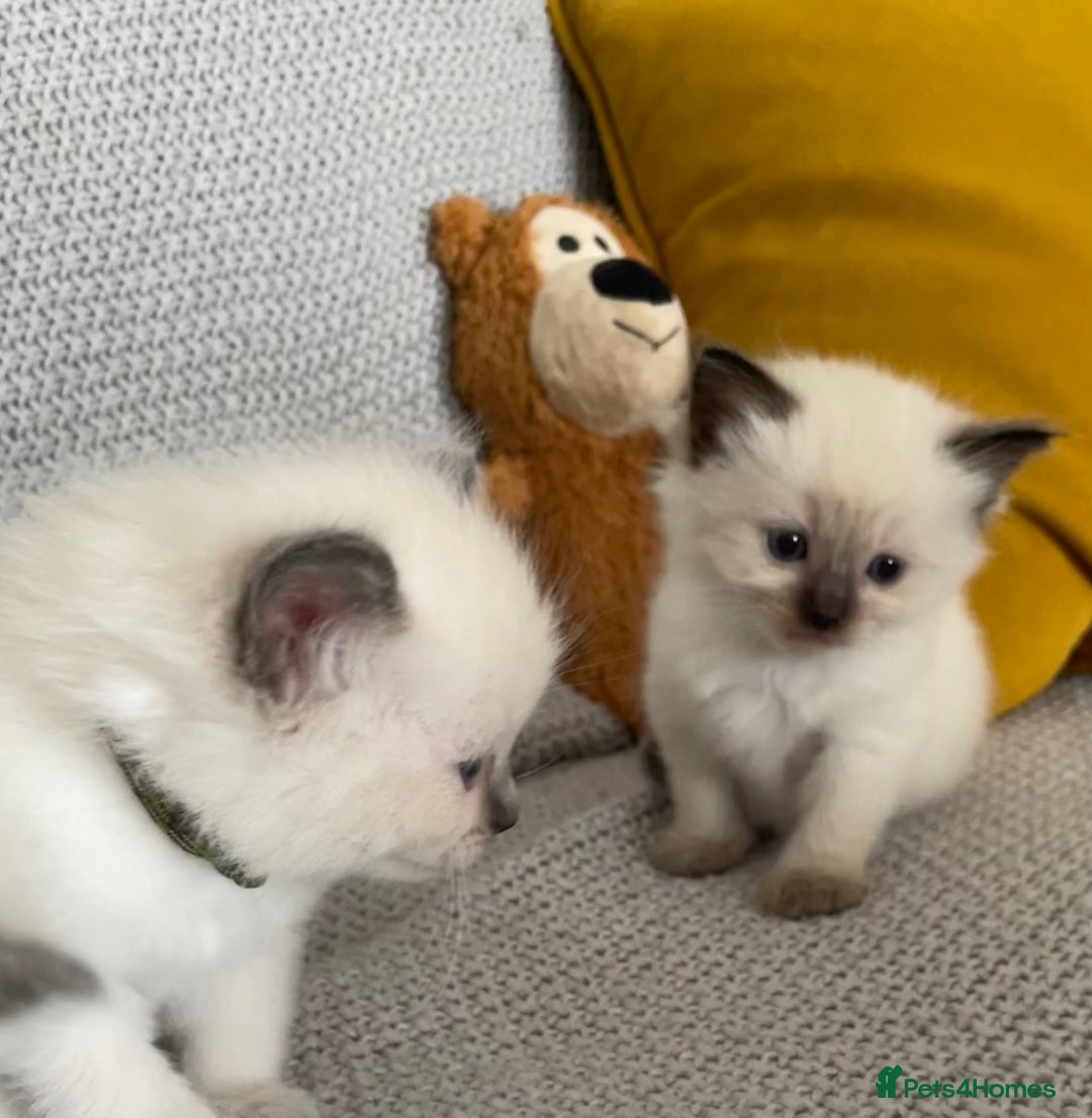 Ragdoll cats for sale: GCCF Ragdoll Kittens - Image 12