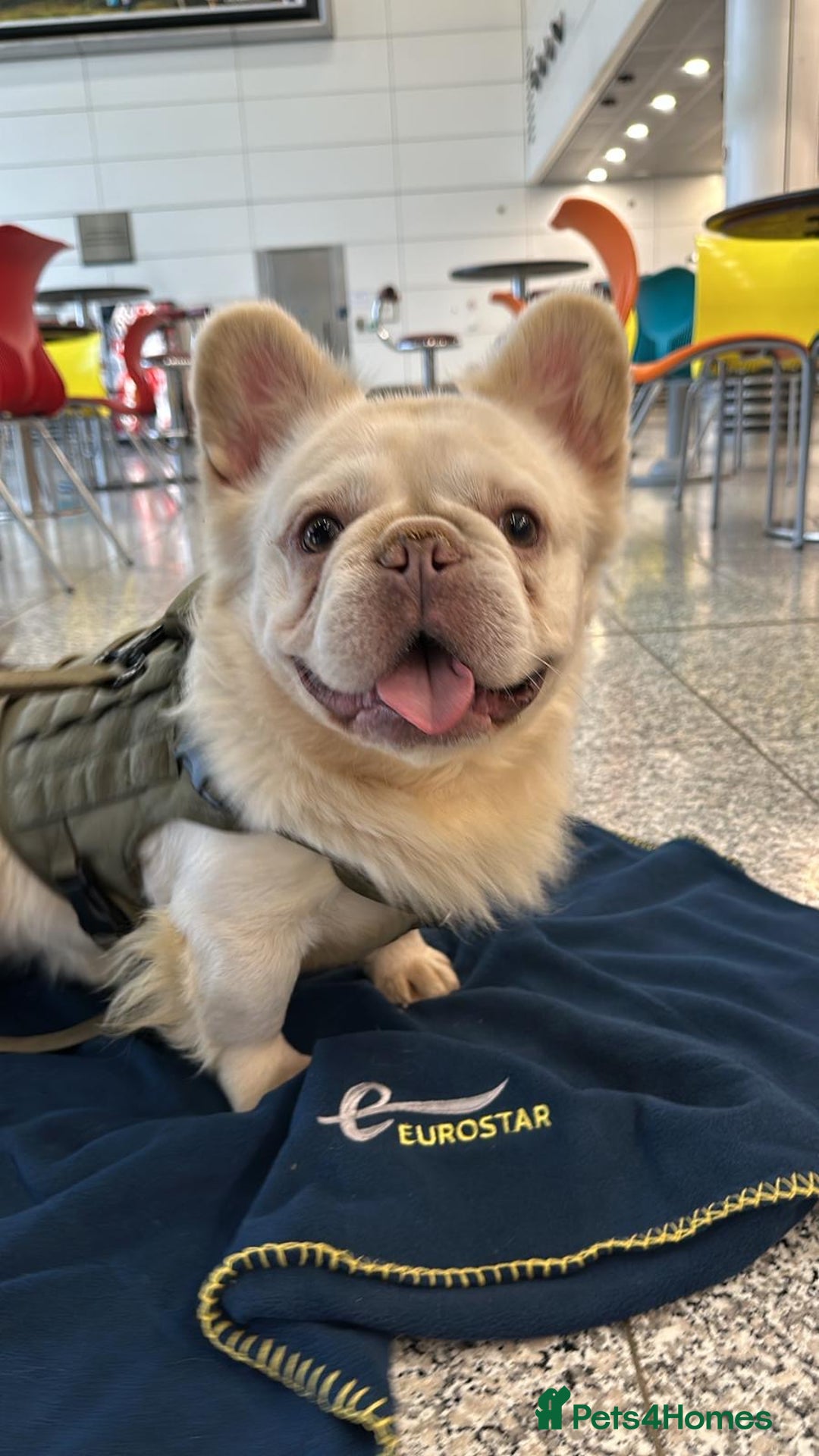 French Bulldog dogs for sale: French bulldogs  - Advert 2