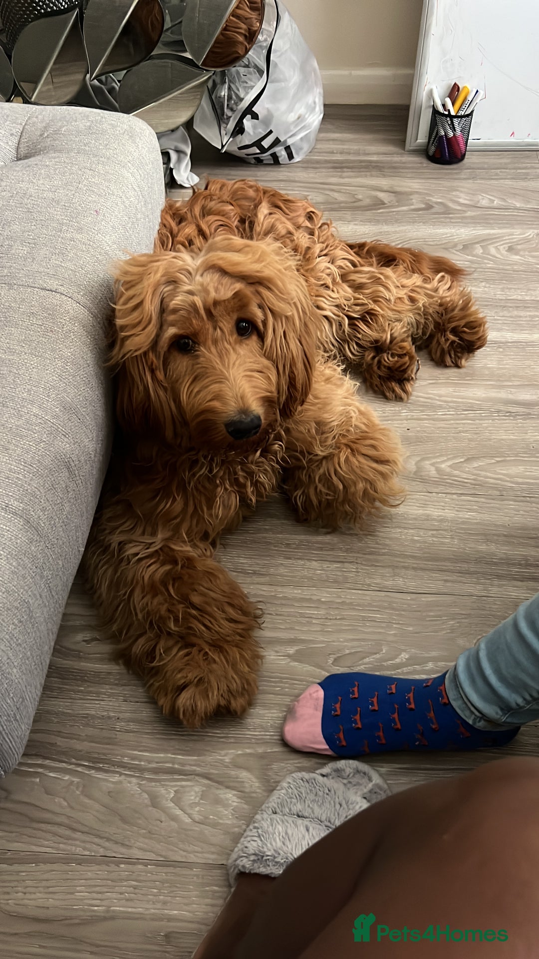 Cockapoo dogs for sale: Zara – 15 month girl looking for her forever home - Advert 2