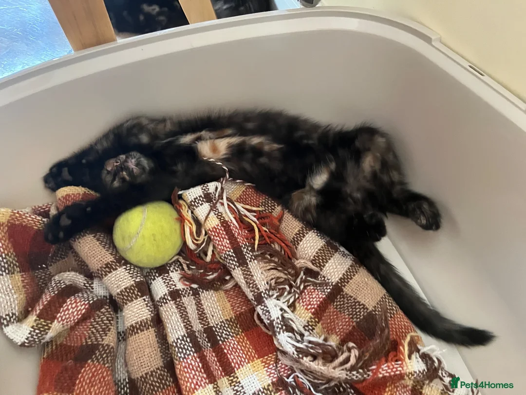 Domestic Shorthair cats for adoption: 2x gorgeous female rescue kittens need homes - Advert 2