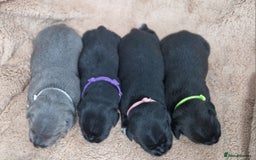 Staffordshire Bull Terrier dogs for sale: KC Staffordshire Bull Terrier Puppies 🖤 - Image 9