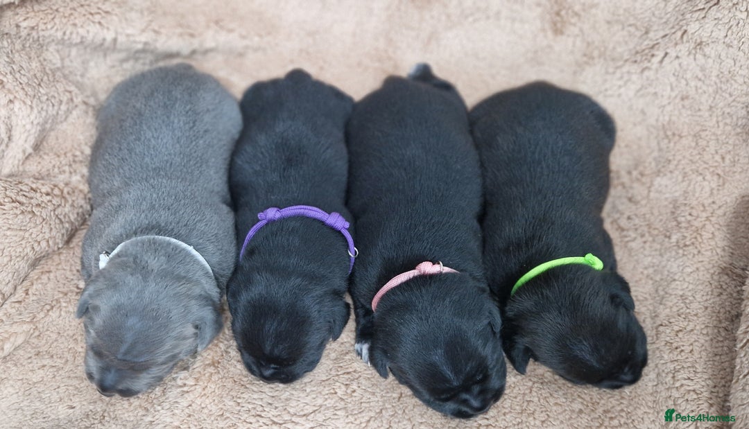Staffordshire Bull Terrier dogs for sale: KC Staffordshire Bull Terrier Puppies 🖤 - Image 9