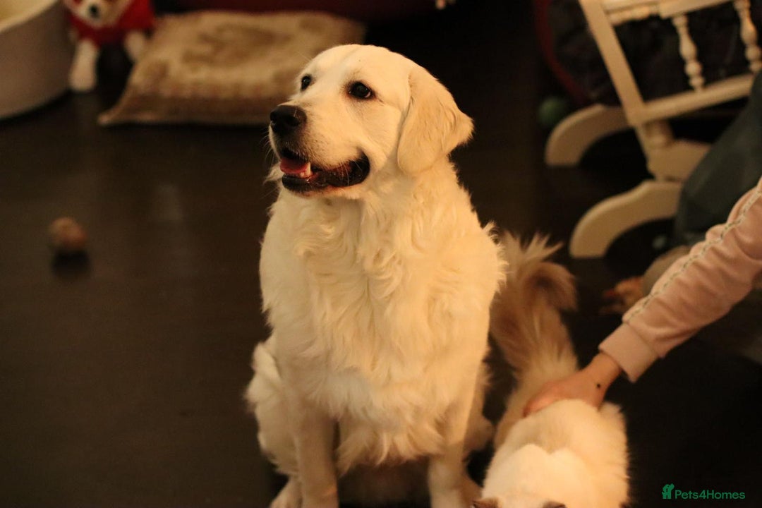 Golden Retriever dogs for stud: Looking for a Female Golden Retriever 🐾 - Image 29