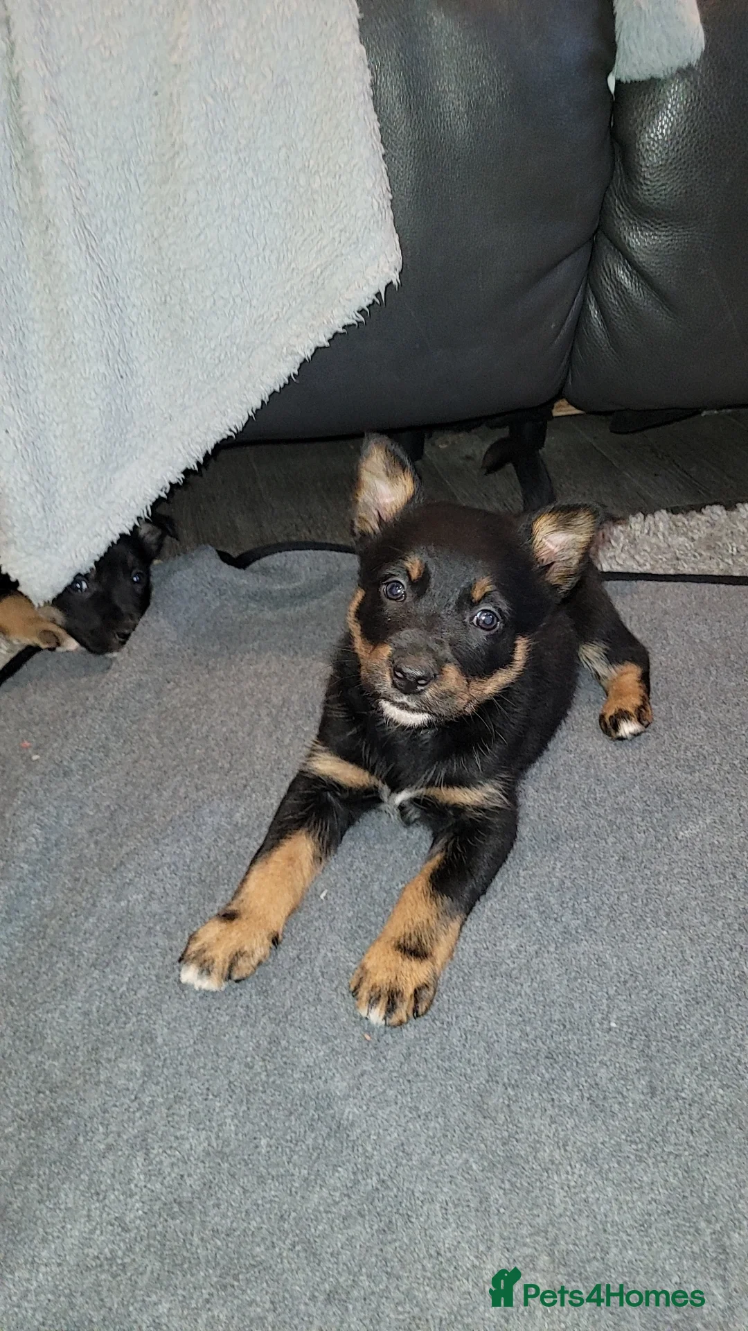 Mixed Breed dogs for sale: Collie cross Kelpie Puppies - Advert 12