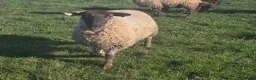 Sheep livestock for sale: Selection of Very tame sheep  in Laurencekirk - Advert 12