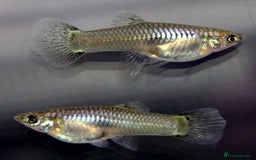 Other/Mixed Breed fish for sale: Mixed guppies 2-3 cm; guppy Fry. Fast delivery - Image 3