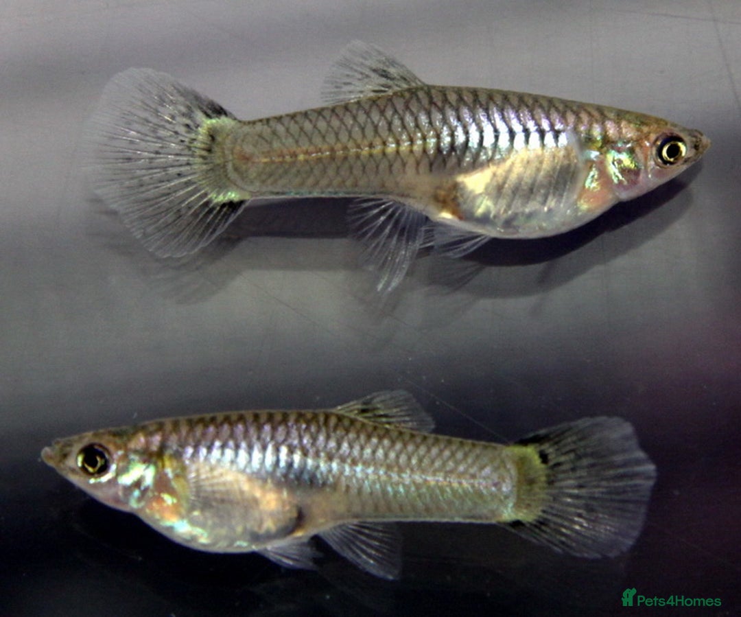 Other/Mixed Breed fish for sale: Mixed guppies 2-3 cm; guppy Fry. Fast delivery - Image 3