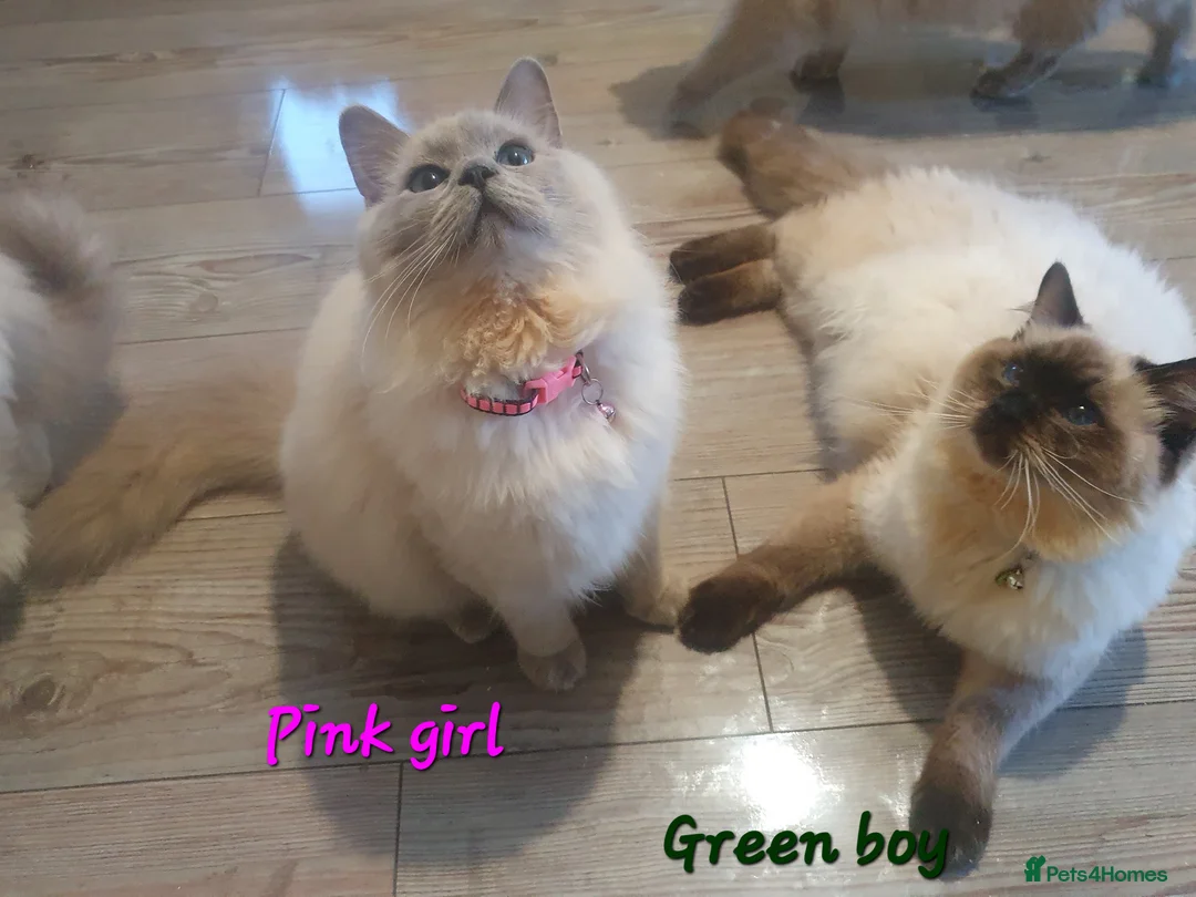 Ragdoll cats for sale: Sweet&Playful ragdolls - Advert 10