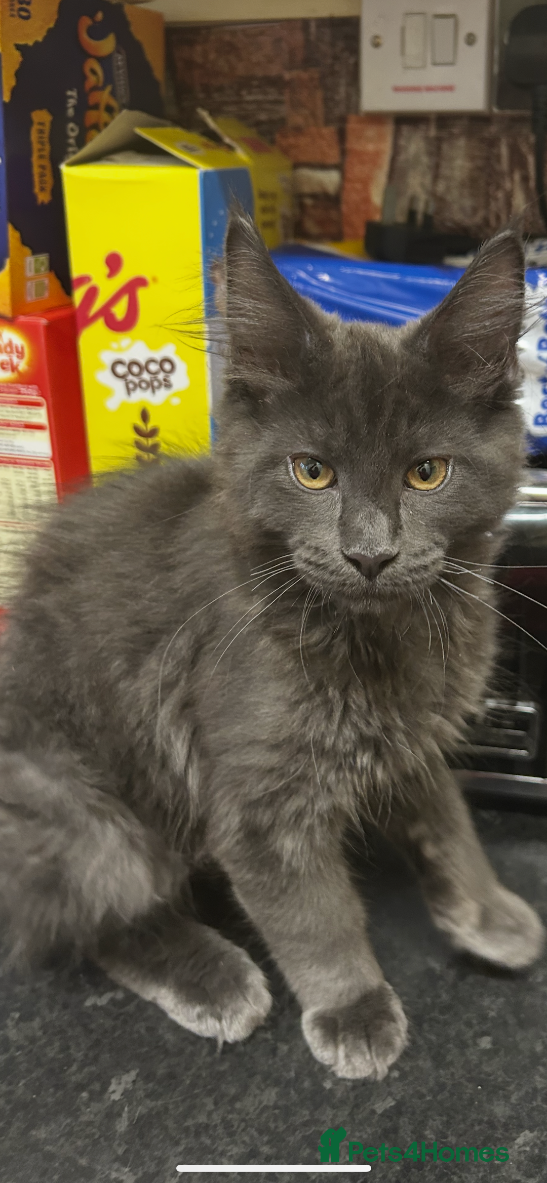 Maine Coon cats for sale:  2 beautiful maine coon kittens left - Image 24