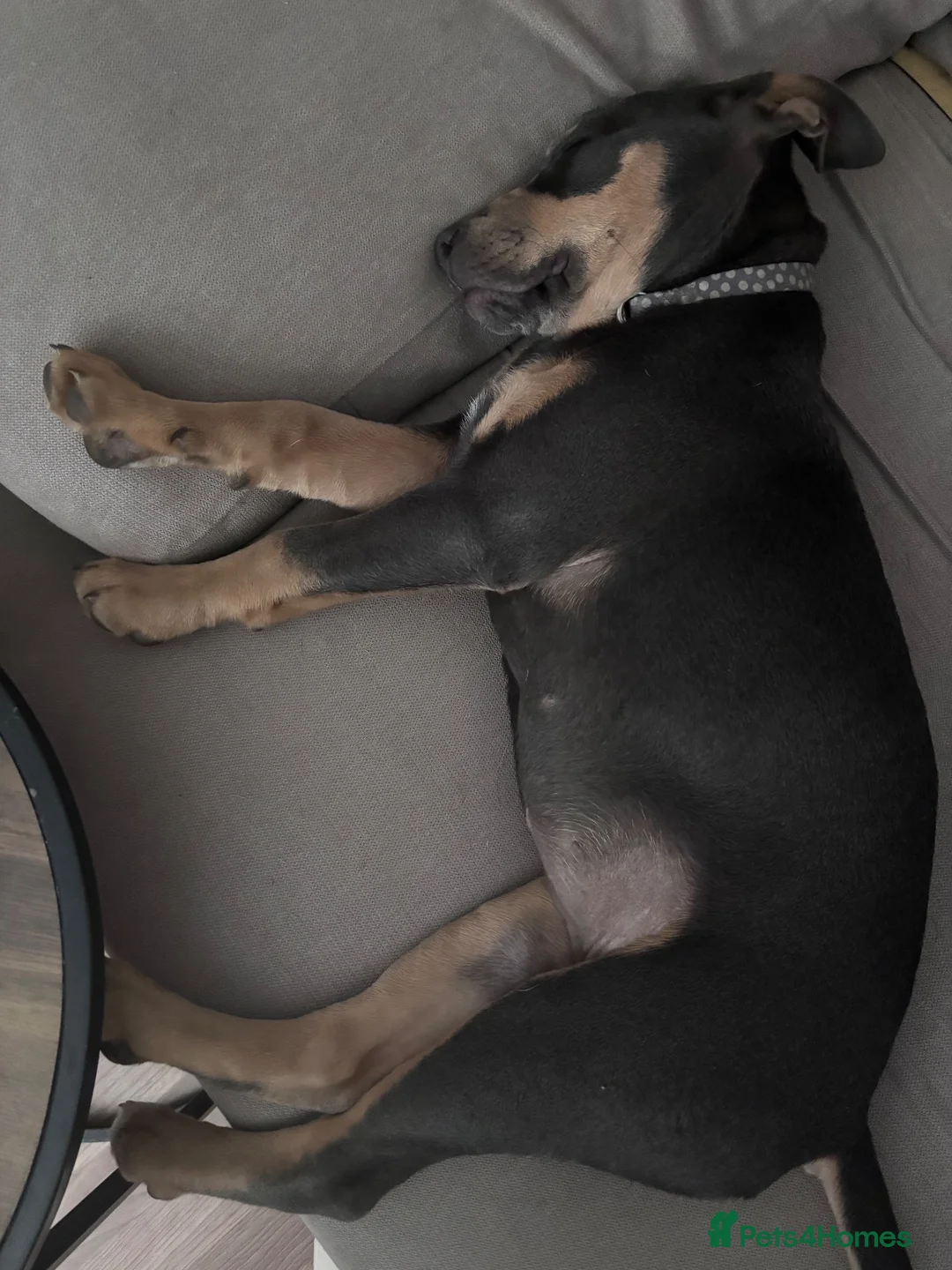 Mixed Breed dogs for sale: Beautiful blue: tan girl for sale  - Advert 2