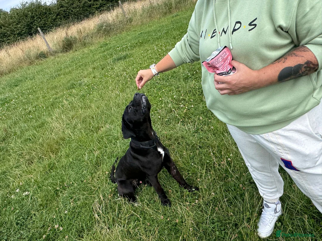 Cane Corso dogs for sale: Cane corso in need of loving home - Advert 2