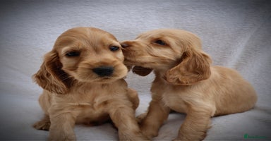 Cocker Spaniel dogs - Advert 6