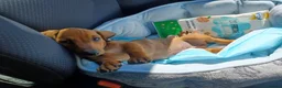 Dachshund dogs for sale: Adorable dachshund puppy - Advert 3