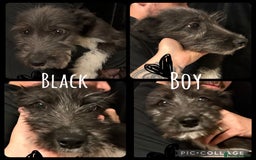 Mixed Breed dogs for sale: Lurcher cross collie  - Image 5
